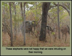 These elephants were not happy that Bryce Towsley was invading their territory