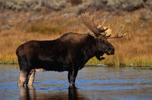 Horny Moose